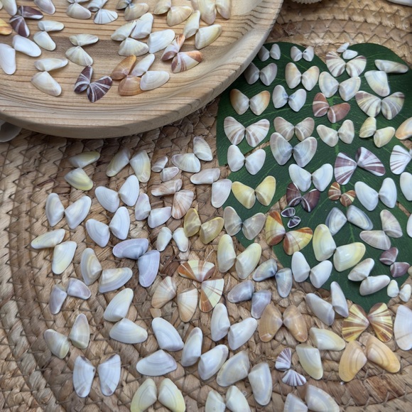 50 (25 Pairs) Florida Coquina Seashells Butterfly Shells DIY Crafting Bulk Lot - Picture 15 of 16